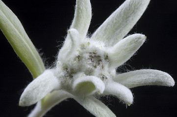 Image showing edelweiss