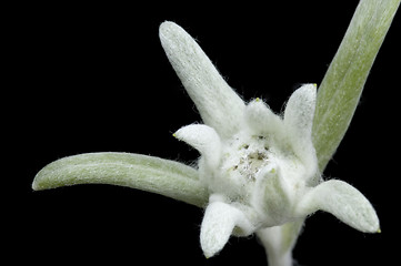 Image showing edelweiss