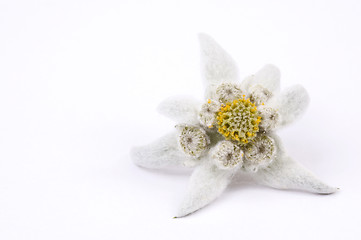 Image showing edelweiss