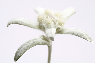 Image showing edelweiss