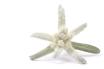 Image showing edelweiss