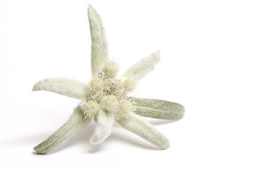 Image showing edelweiss