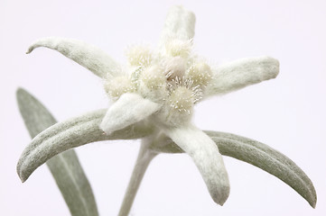 Image showing edelweiss