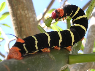 Image showing Earthworm