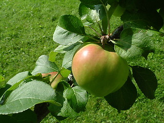 Image showing Apple