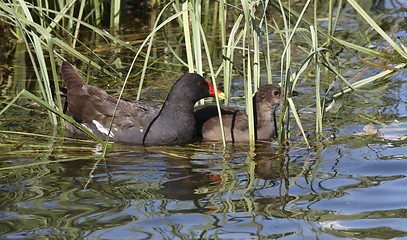 Image showing Moorhen