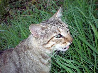 Image showing Cat