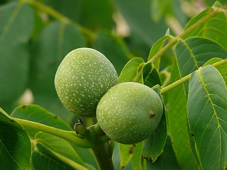 Image showing Green walnut