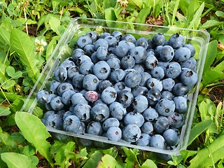 Image showing Blueberries