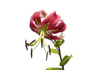 Image showing Red lily