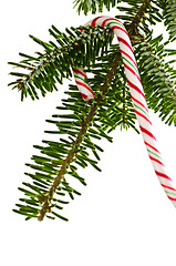 Image showing Candy cane on tree