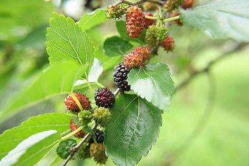 Image showing mulberries