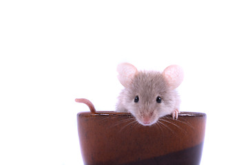 Image showing mouse