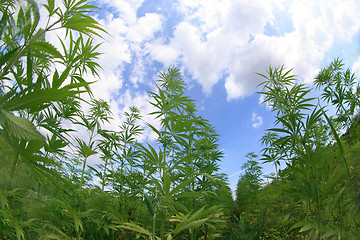 Image showing marijuana field 