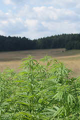 Image showing marijuana field 