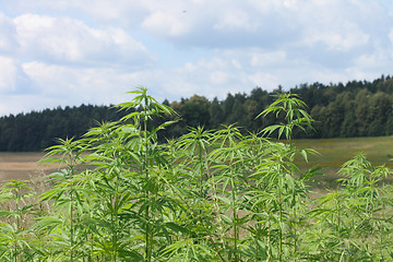 Image showing marijuana field 