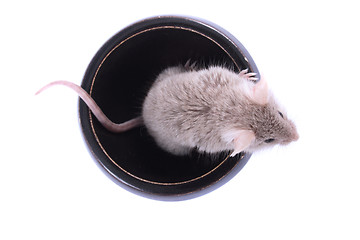 Image showing mouse