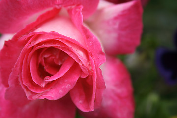 Image showing red rose background