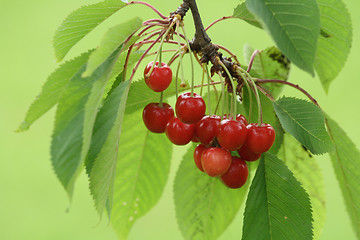 Image showing red cherries