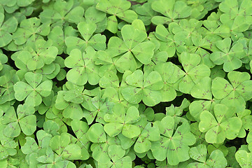 Image showing green leaves background