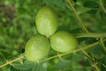 Image showing walnuts