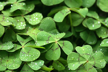 Image showing green leaves