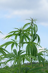 Image showing marijuana field 