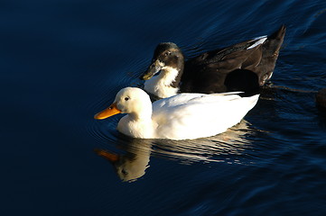 Image showing Birds