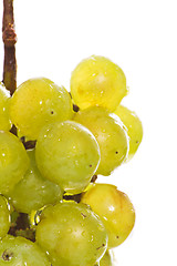 Image showing Wet green grape macro