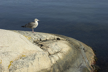 Image showing Bird