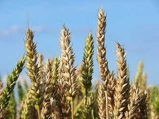 Image showing Wheat