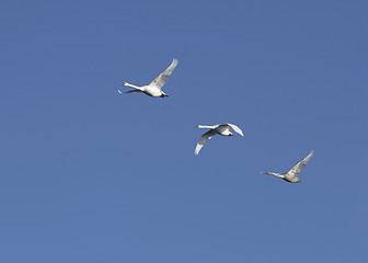 Image showing Flying swans