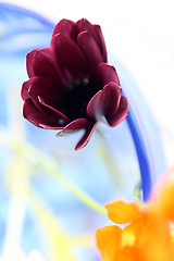 Image showing Colors And Flowers