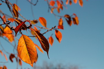 Image showing Red autumn leaves