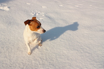 Image showing Jack russell