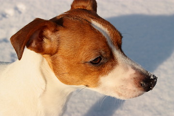 Image showing Jack russell