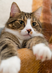 Image showing Domestic Cat