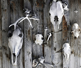 Image showing skulls on the wall