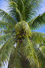 Image showing palm tree