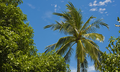 Image showing palm tree