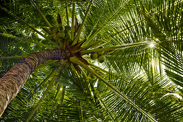 Image showing palm tree against the sun