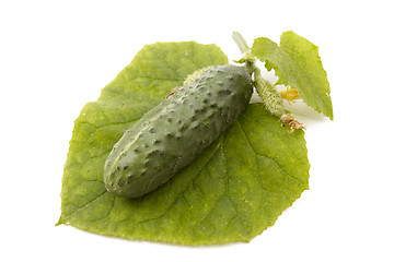 Image showing Isolated cucumber