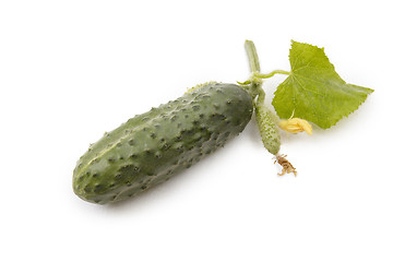 Image showing Isolated cucumber