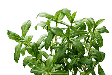 Image showing tarragon