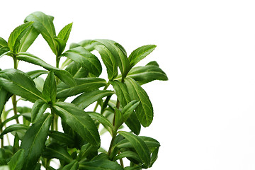 Image showing tarragon