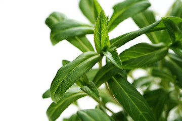 Image showing tarragon