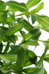 Image showing tarragon