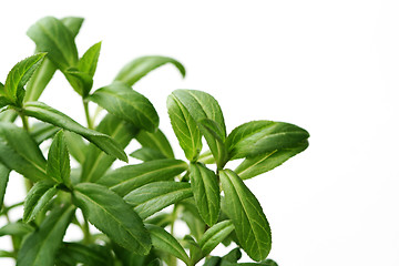 Image showing tarragon