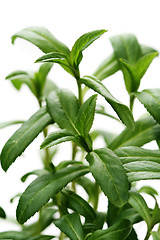 Image showing tarragon