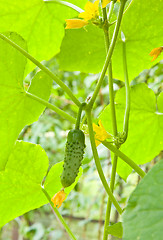 Image showing Cucumber